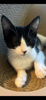Rescue Domestic Short Hair Cats for Adoption in Oceanside, California - Bree | PetCurious