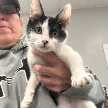 Rescue Domestic Short Hair Cats for Adoption in Normal, Illinois - Ducky | PetCurious