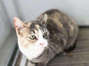Domestic Short Hair Cats Available for Adoption in Piscataway, New Jersey - Meringue | PetCurious