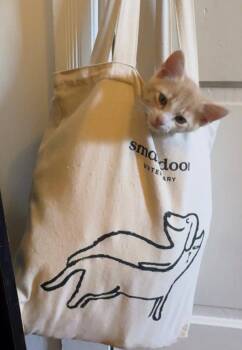 Ares -  Domestic Short Hair Cat Available for Adoption in Reston, Virginia - Ares | PetCurious