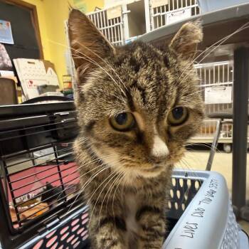 Delanie -  Domestic Short Hair Cat for Adoption in Buffalo, New York - Delanie | PetCurious