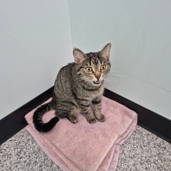 Rescue Domestic Short Hair Cats for Adoption in Clavet, Saskatchewan - Serenity | PetCurious