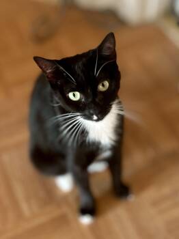 Rescue Domestic Short Hair Cats for Adoption in Philadelphia, Pennsylvania - Luna | PetCurious