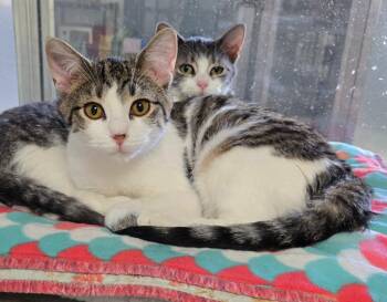 Domestic Short Hair Cats Available for Adoption - Jupiter | PetCurious