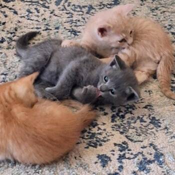 Domestic Short Hair Cats Available for Adoption in Boerne, Texas - That Friday Feeling | PetCurious