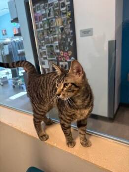 Domestic Short Hair Cats Available for Adoption - Middleton | PetCurious