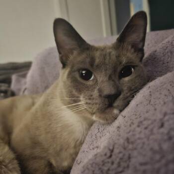 Orion -  Siamese Cat for Adoption in Philadelphia, Pennsylvania - Orion | PetCurious
