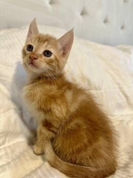 Rescue Domestic Medium Hair Cats for Adoption in Mesa, Arizona - Butter | PetCurious