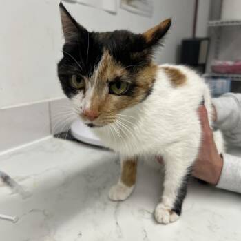 Domestic Short Hair Cats Available for Adoption in St. Louis, Missouri - Neo Selene | PetCurious