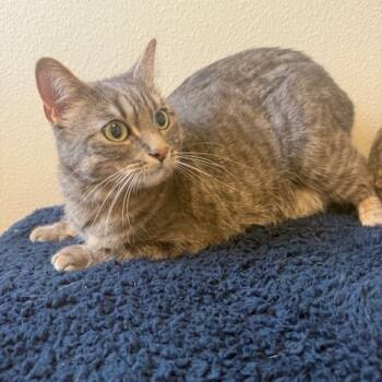 Rescue Domestic Short Hair Cats for Adoption in Cody, Wyoming - Donna | PetCurious