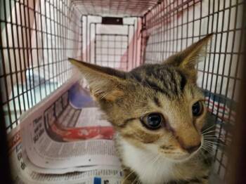 ASPEN -  Domestic Short Hair Cat for Adoption in Fort Lauderdale, Florida - ASPEN | PetCurious