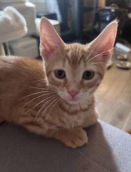 Miso & Taro *BONDED* -  Domestic Short Hair Cat for Adoption in Herndon, Virginia - Miso & Taro *BONDED* | PetCurious