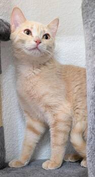 Domestic Short Hair Cats Available for Adoption in Youngtown, Arizona - Lachlan | PetCurious