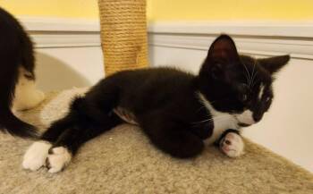 Selina/Selena (FCID# 06/04/2026 - 45) K -  Domestic Short Hair Cat for Adoption in Greenville, Delaware - Selina/Selena (FCID# 06/04/2026 - 45) K | PetCurious