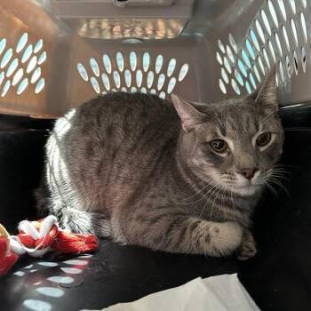 Domestic Short Hair Cats Available for Adoption in Hawthorne, California - PJ | PetCurious