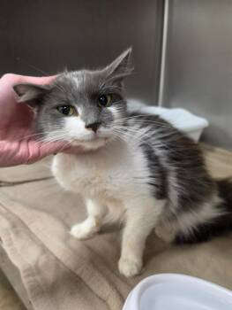Faith -  Domestic Medium Hair Cat for Adoption in Athens, Tennessee - Faith | PetCurious