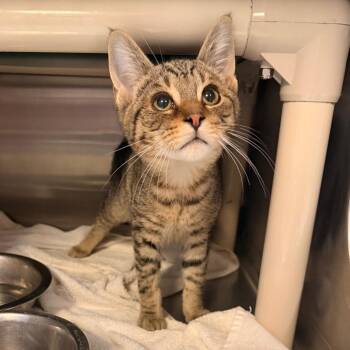Charles -  Domestic Short Hair Cat for Adoption in Indianapolis, Indiana - Charles | PetCurious