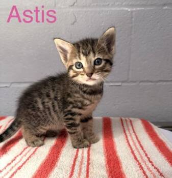 Astis -  Domestic Short Hair Cat for Adoption in Fort Worth, Texas - Astis | PetCurious