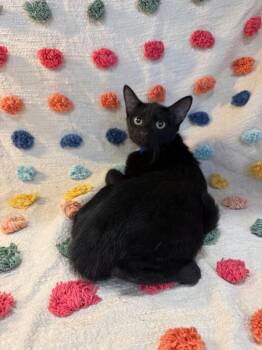 Coon PA -  Domestic Short Hair Cat for Adoption in Denham Springs, Louisiana - Coon PA | PetCurious