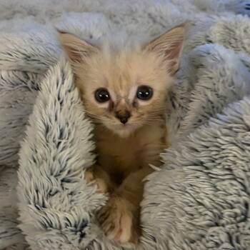 Domestic Medium Hair and Siamese Cats Available for Adoption in Cumming, Georgia - Alberta Einstein | PetCurious