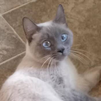 Siamese and Domestic Short Hair Cats Available for Adoption - Mandy | PetCurious