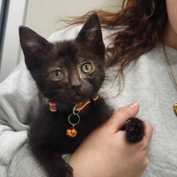 Domestic Short Hair Cats Available for Adoption in Chattanooga, Tennessee - Krusty Krab | PetCurious