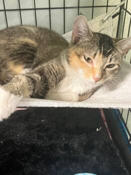 Domestic Short Hair Cats Available for Adoption - Foxy | PetCurious