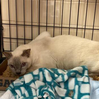 Spencer -  Burmese Cat for Adoption in Westminster, California - Spencer | PetCurious