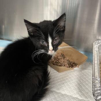 Joe -  Domestic Short Hair Cat for Adoption in Greensboro, North Carolina - Joe | PetCurious