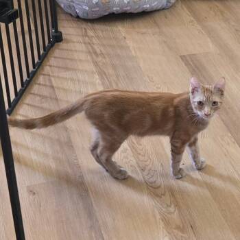 Rescue American Shorthair Cats for Adoption in Houston, Texas - Ernie | PetCurious