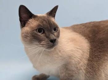Sani -  Domestic Short Hair Cat for Adoption in Golden Valley, Minnesota - Sani | PetCurious