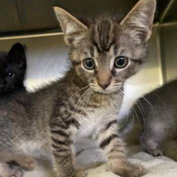 Soot -  Domestic Short Hair Cat for Adoption in Dayton, Ohio - Soot | PetCurious