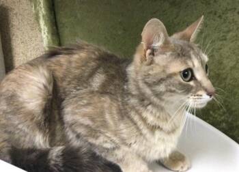 Domestic Short Hair Cats Available for Adoption in Riverside, California - CLOUD | PetCurious