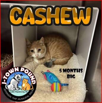 Rescue Domestic Short Hair Cats for Adoption in Jefferson, New Jersey - Cashew | PetCurious