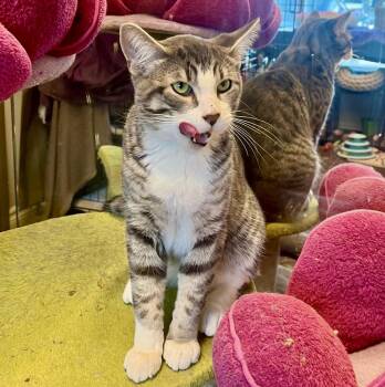 Dante -  Tabby and Domestic Short Hair Cat for Adoption in Vaughan, Ontario - Dante | PetCurious