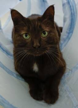 Domestic Short Hair Cats Available for Adoption in Baraboo, Wisconsin - Beastly | PetCurious