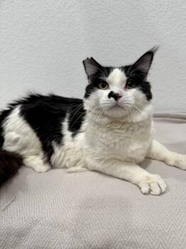 Domestic Medium Hair Cats Available for Adoption - Majestic | PetCurious