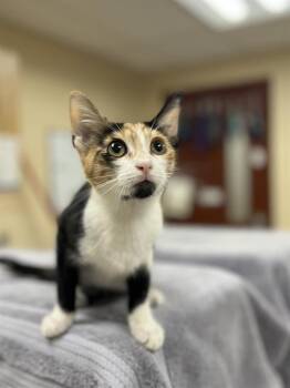 PIXIE -  Domestic Short Hair Cat for Adoption in Aliquippa, Pennsylvania - PIXIE | PetCurious