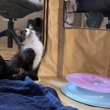 Squeaky Hinge -  Domestic Short Hair Cat for Adoption in South Euclid, Ohio - Squeaky Hinge | PetCurious