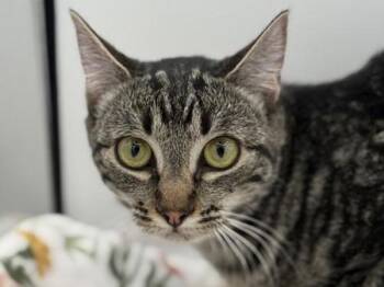 Domestic Short Hair Cats Available for Adoption - Janet | PetCurious