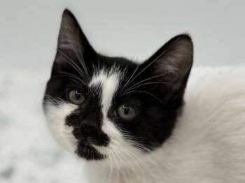Apricot -  Domestic Short Hair Cat for Adoption in Portland, Oregon - Apricot | PetCurious