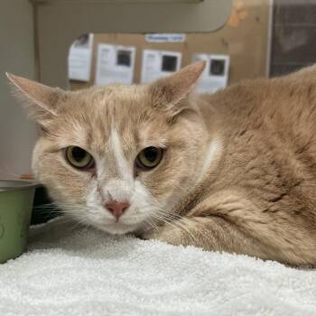Paisley -  Domestic Short Hair and Mixed Breed Cat for Adoption in Cheyenne, Wyoming - Paisley | PetCurious