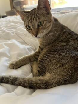 Car Crash -  Tabby Cat for Adoption in Columbia, South Carolina - Car Crash | PetCurious