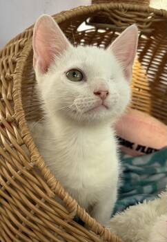 Lilo -  Domestic Short Hair Cat for Adoption in Ardsley, New York - Lilo | PetCurious