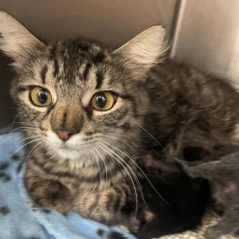Domestic Short Hair Cats Available for Adoption in Port Charlotte, Florida - 0388-C26 | PetCurious