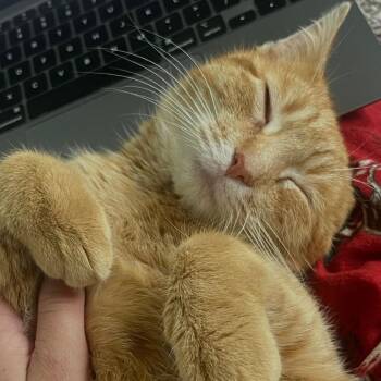 Gus -  American Shorthair Cat for Adoption in Lynchburg, Virginia - Gus | PetCurious