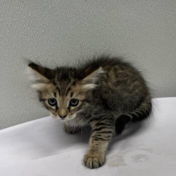 Sugar -  Domestic Short Hair Cat for Adoption in Tampa, Florida - Sugar | PetCurious