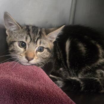 Sayori -  Domestic Short Hair Cat for Adoption in San Jacinto, California - Sayori | PetCurious