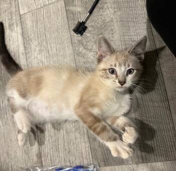Tiger Woods -  Siamese Cat for Adoption in Syracuse, Indiana - Tiger Woods | PetCurious