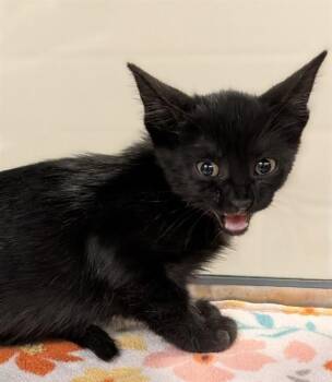Cookie A220778 -  Domestic Short Hair Cat for Adoption in Plano, Texas - Cookie A220778 | PetCurious